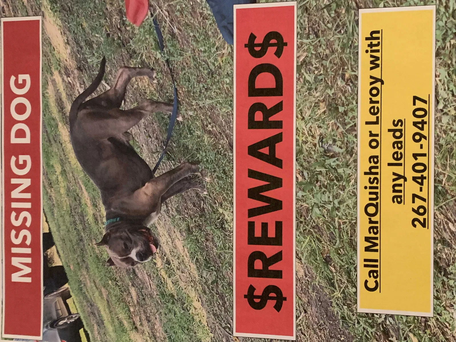 Lost dog in Petersburg, VA, 23803