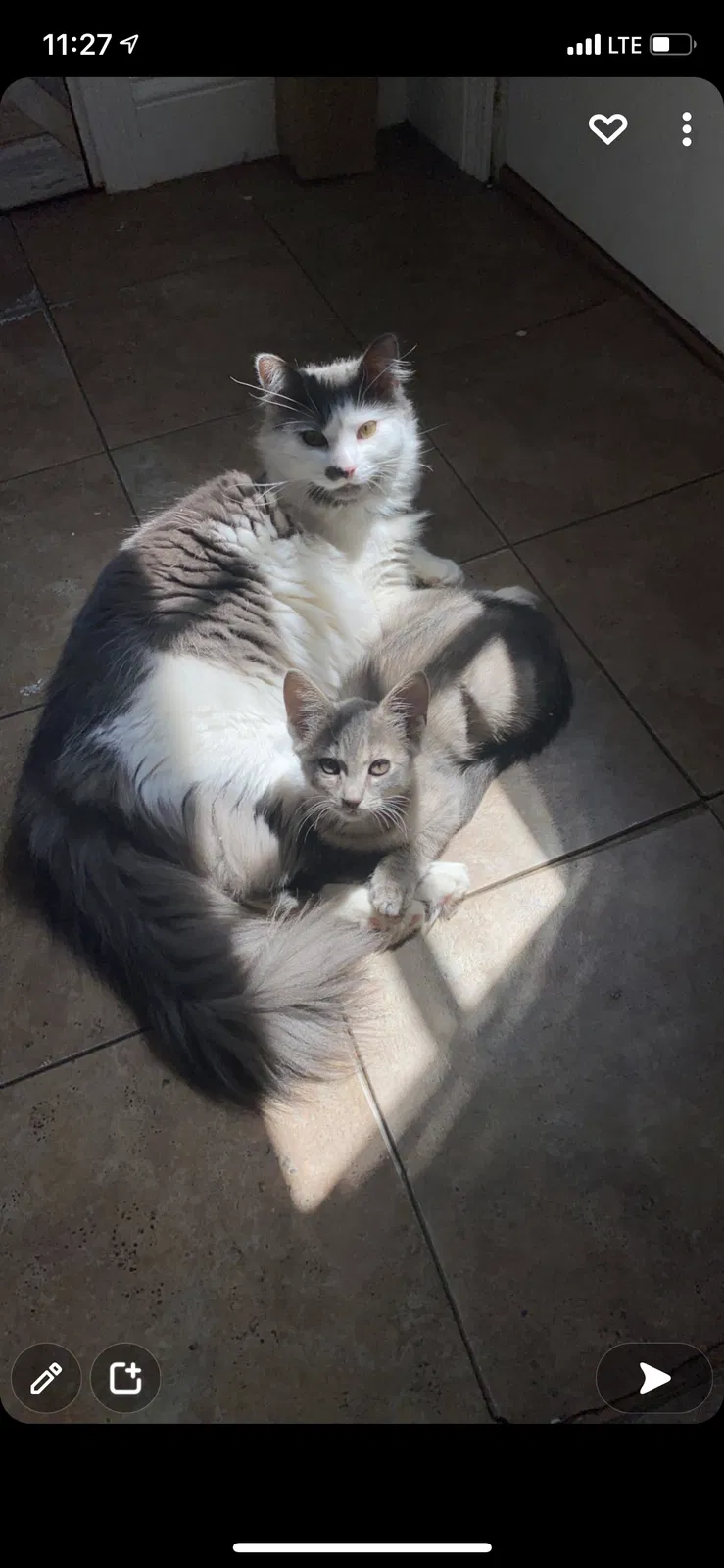 Lost cat in Leeds, MA, 1053