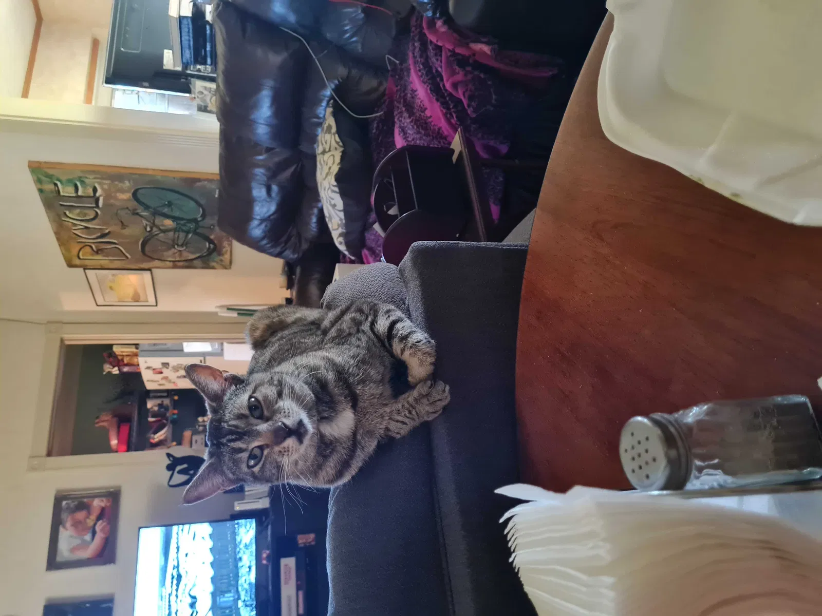Lost cat in Auburn, CA, 95603