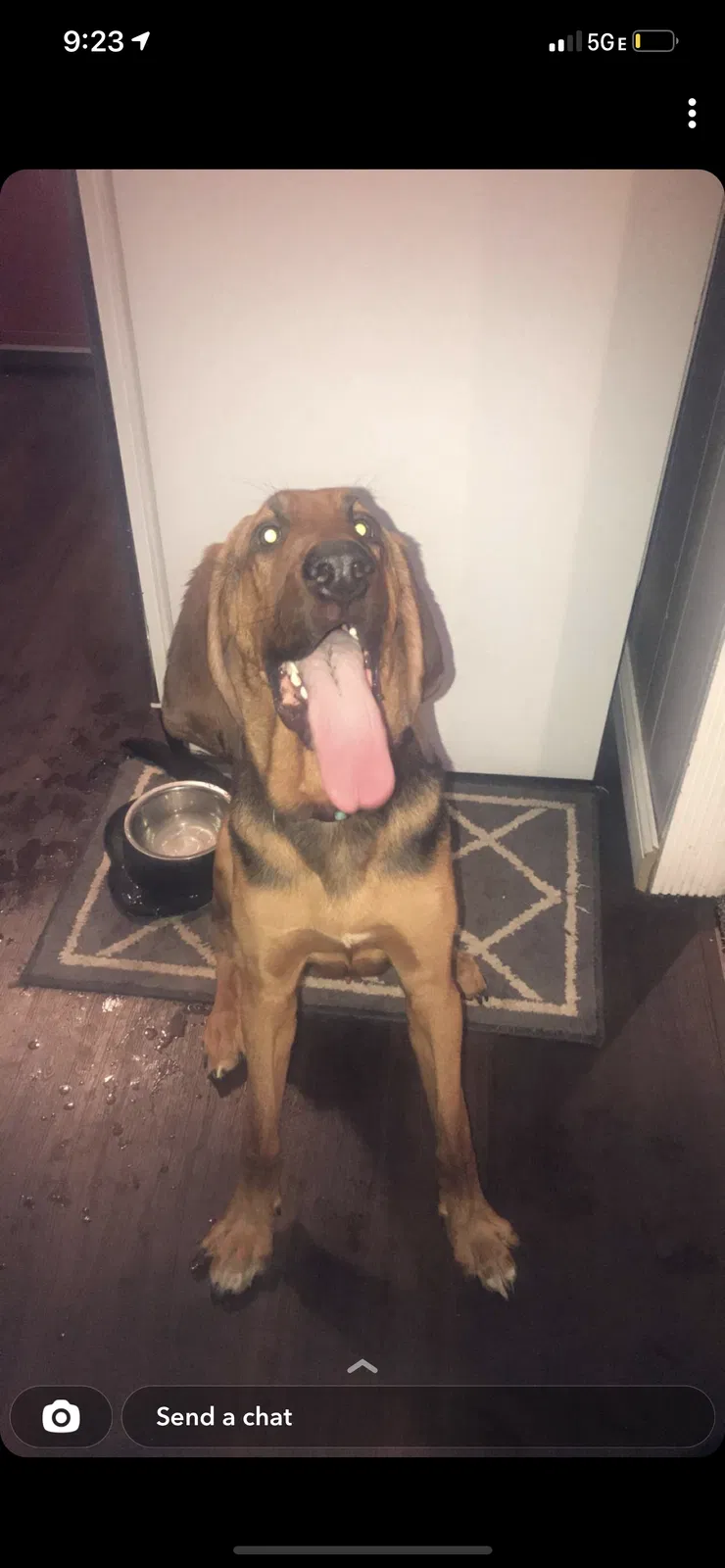 Lost dog in Valles Mines, MO, 63087