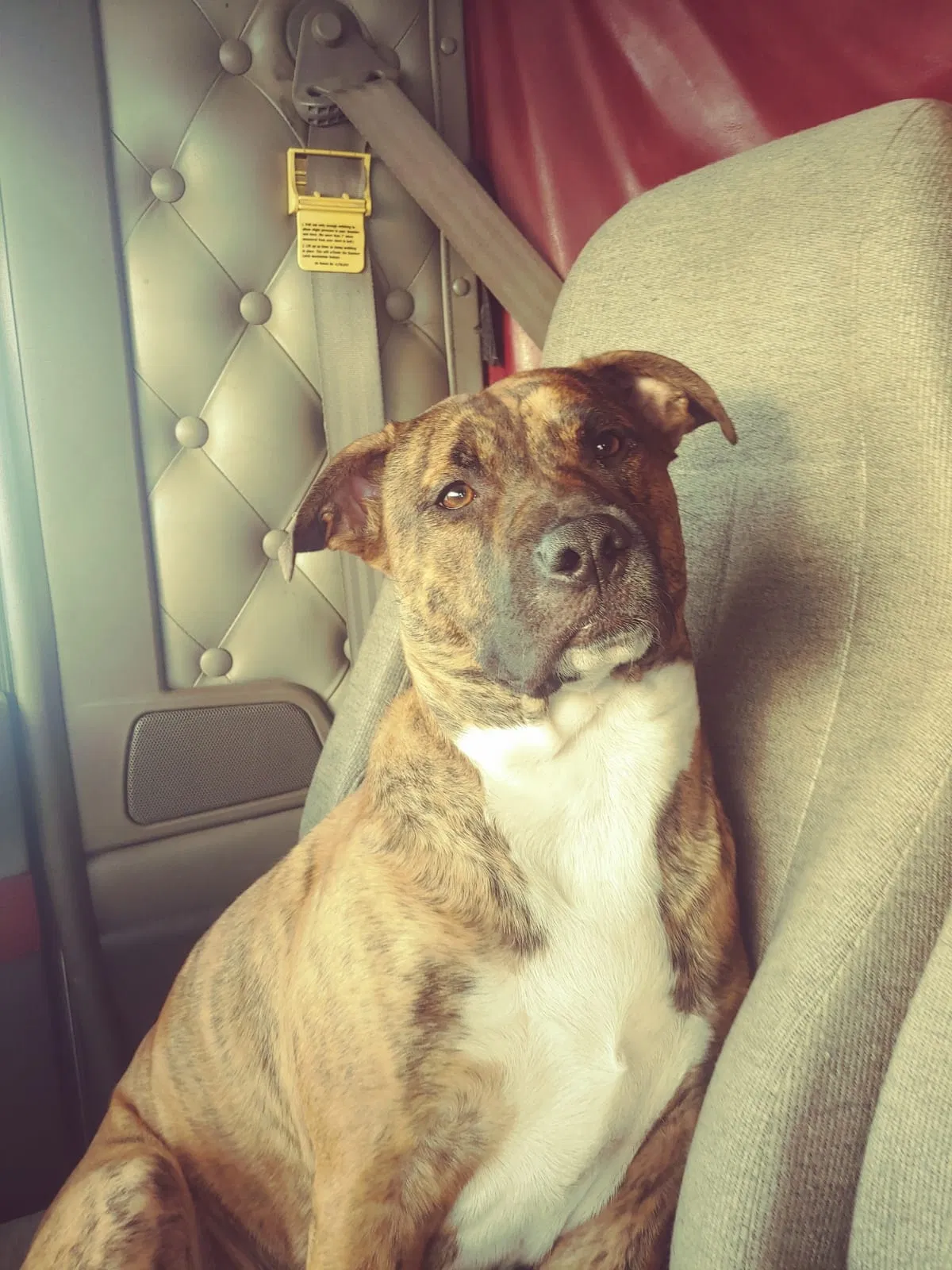 Lost dog in Nebraska City, NE, 68410