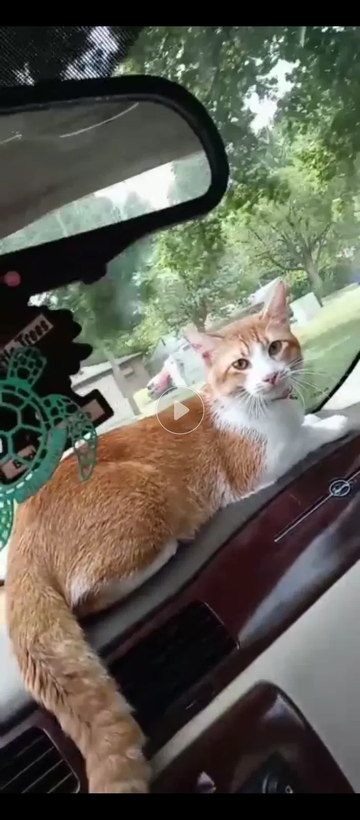 Lost cat in Topeka, KS, 66614
