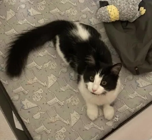 Lost cat in Fort Bragg, NC, 28307