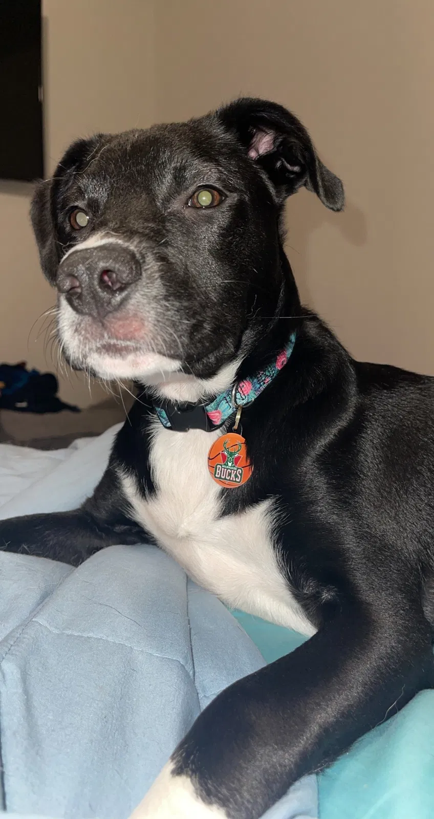 Lost dog in Little Suamico, WI, 54141