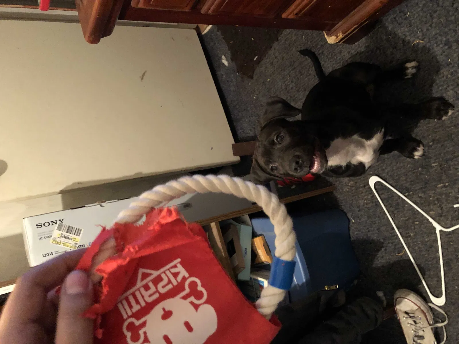 Lost dog in Los Lunas, NM, 87031