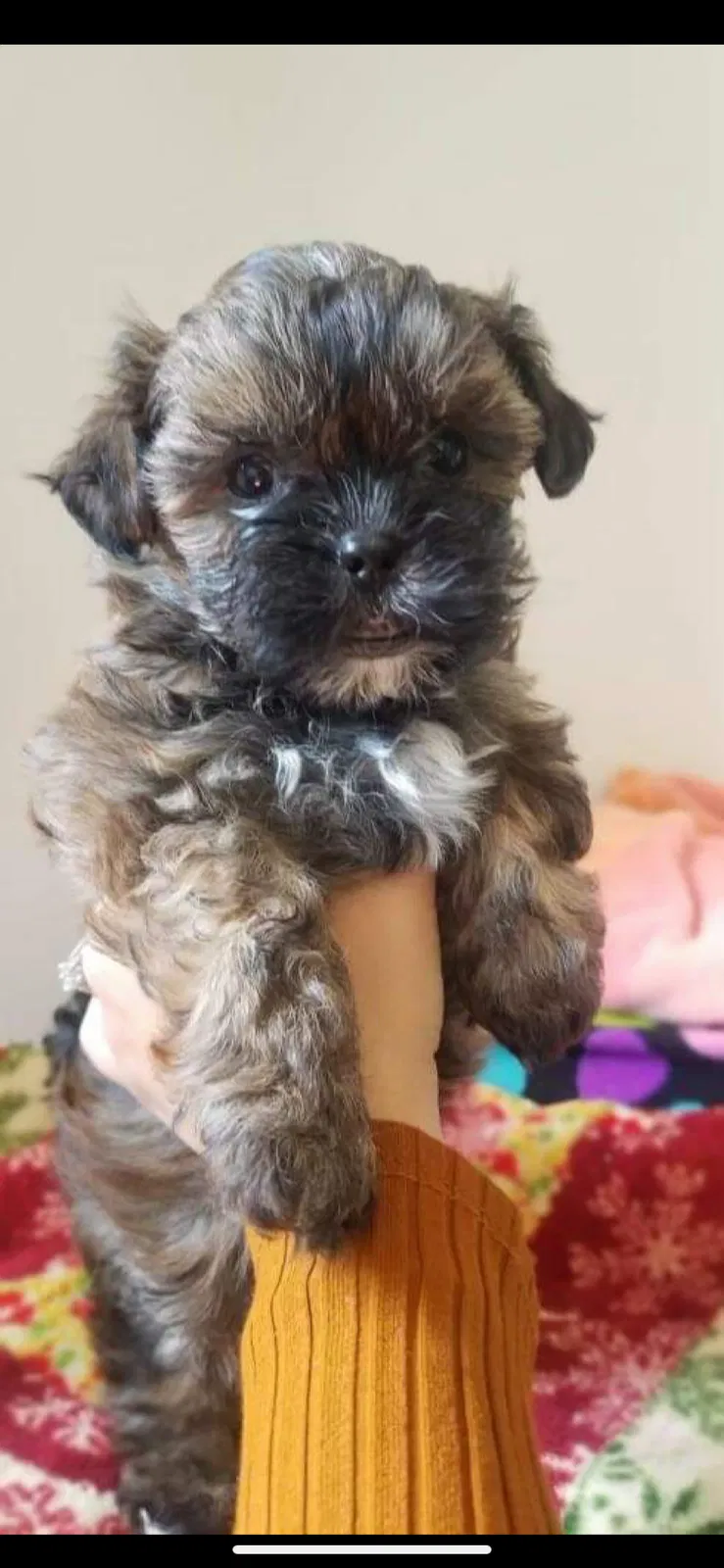 Lost dog in Fremont, NE, 68025