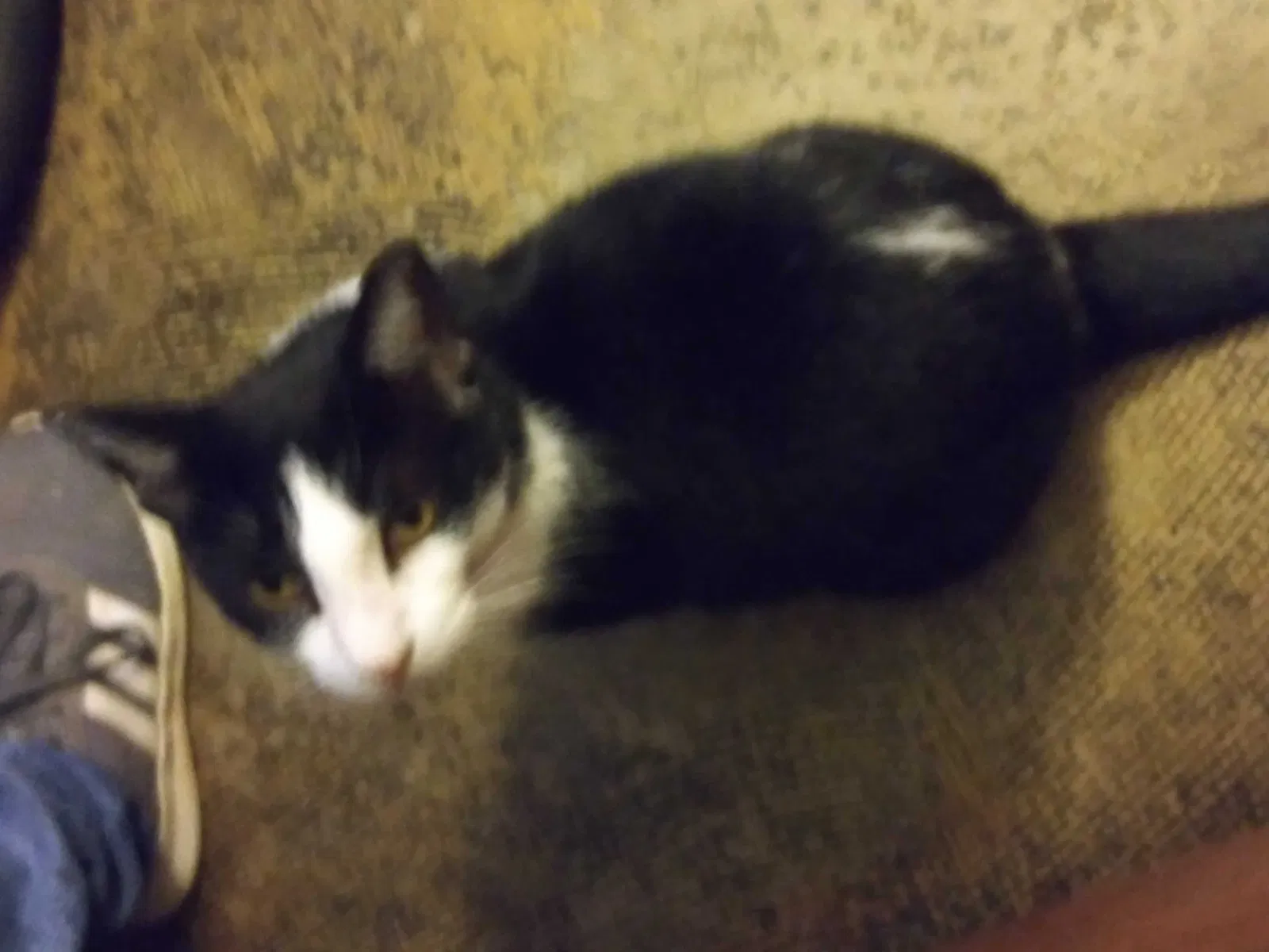 Lost cat in San Antonio, TX, 78249