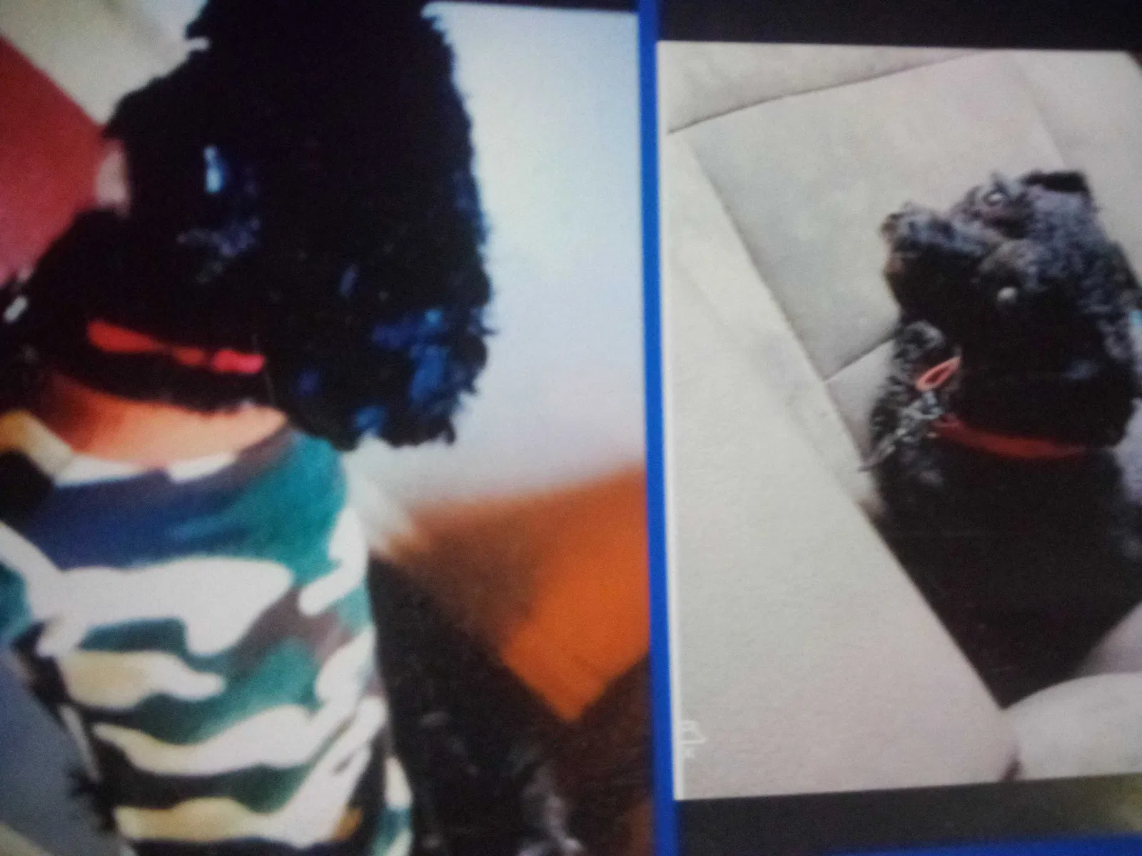 Lost dog in Waldorf, MD, 20602
