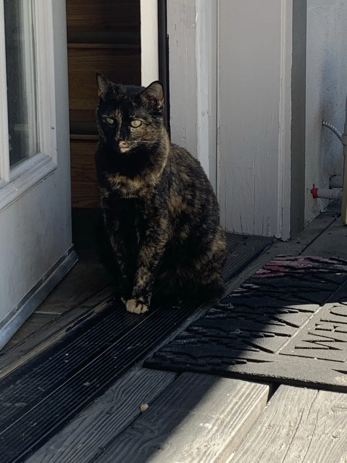 Lost cat in Eugene, OR, 97401