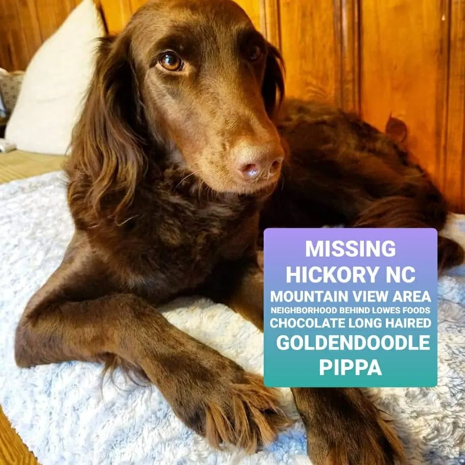 Lost dog in Hickory, NC, 28602