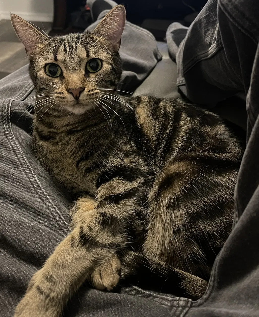Lost cat in Albuquerque, NM, 87114