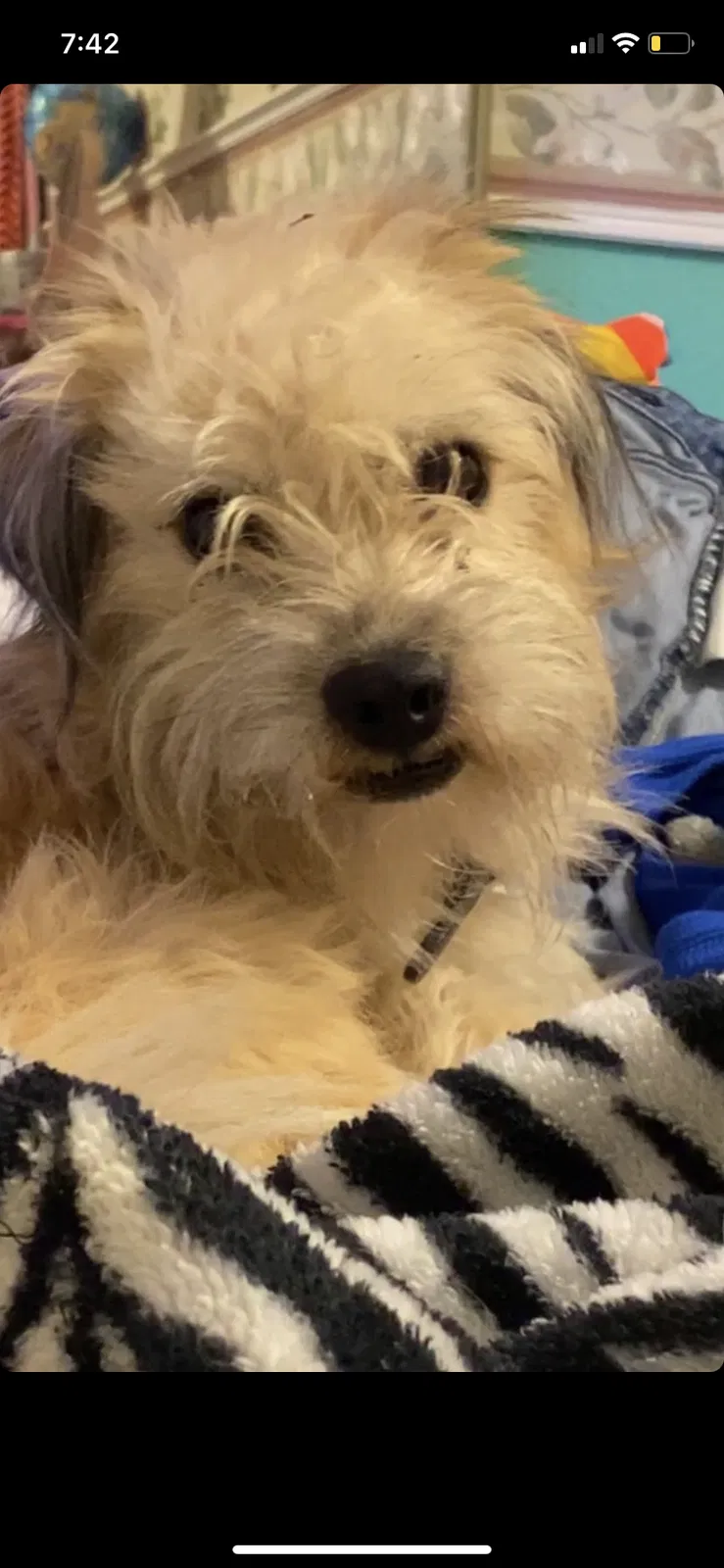 Lost dog in Mesquite, TX, 75149