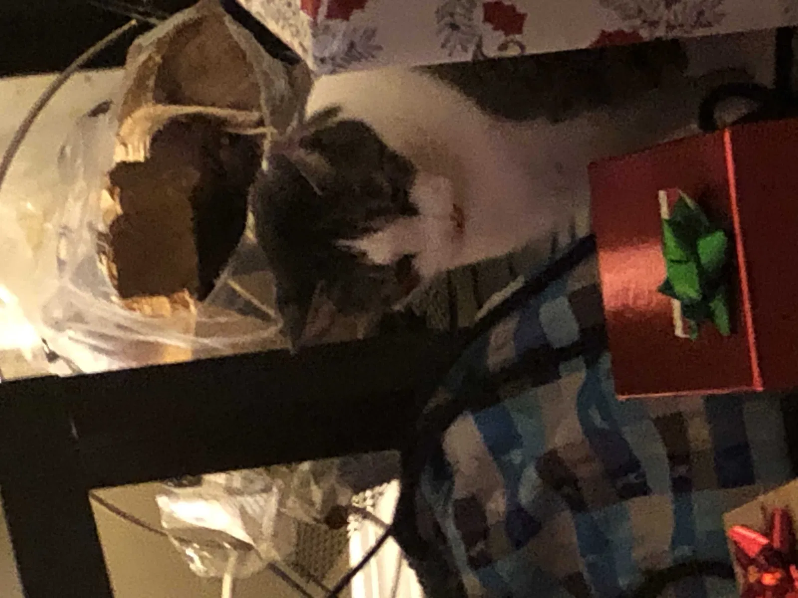 Lost cat in Fairfield, OH, 45014