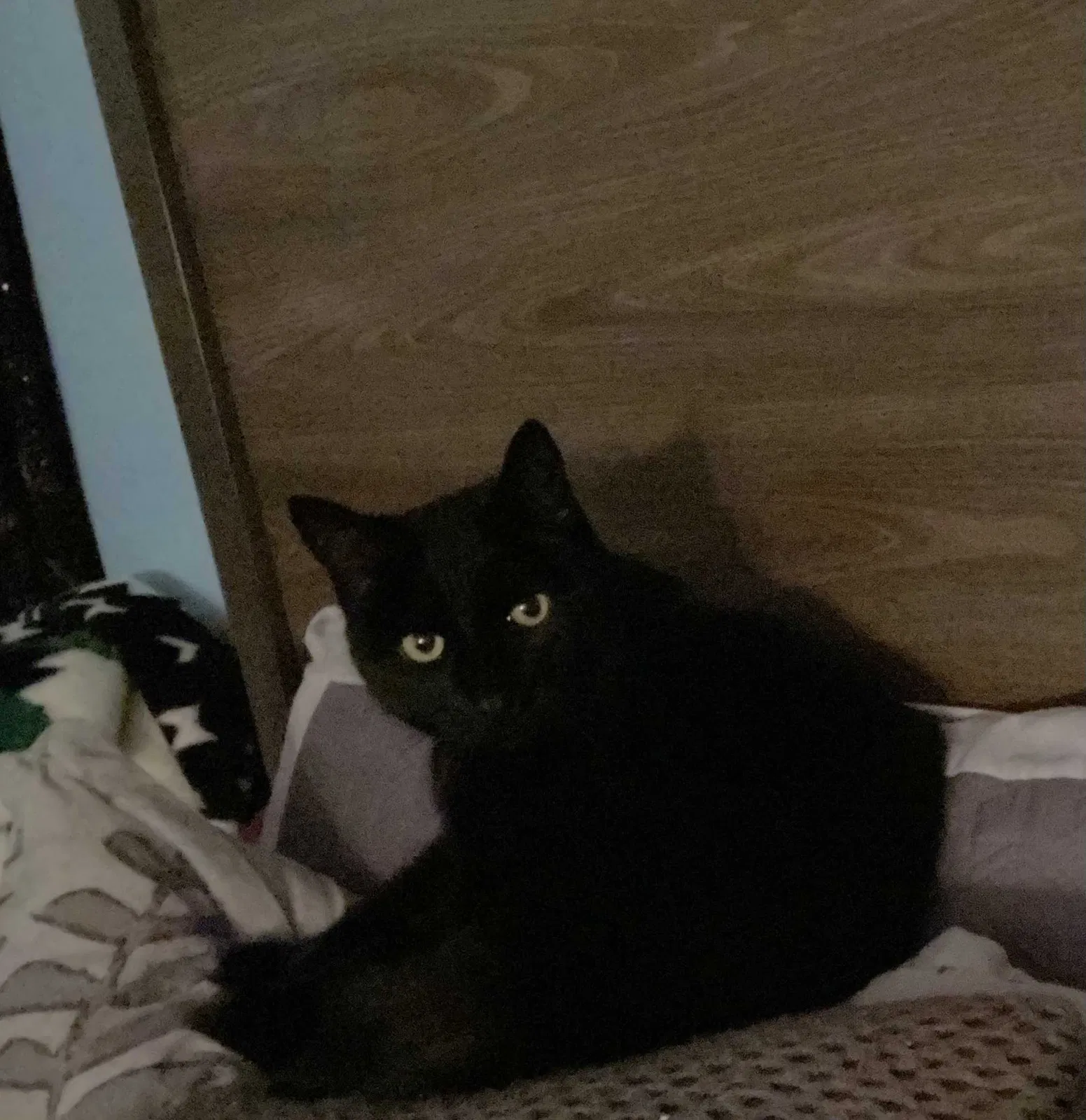 Lost cat in Brewster, NY, 10509