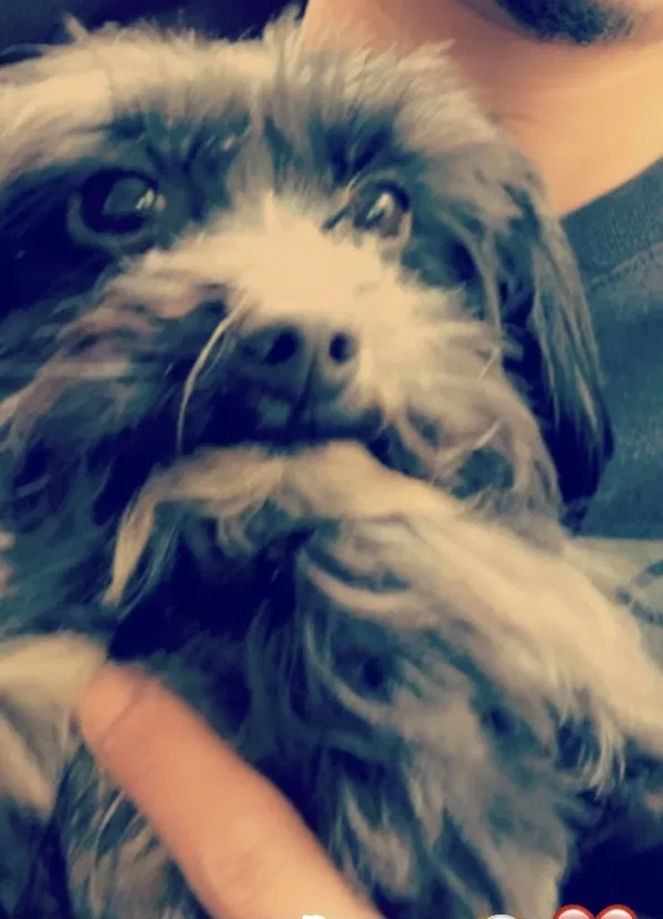 Lost dog in Allentown, PA, 18103