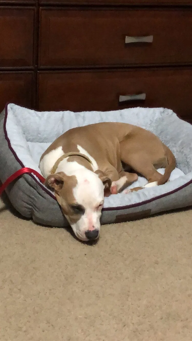 Lost dog in Rosharon, TX, 77583