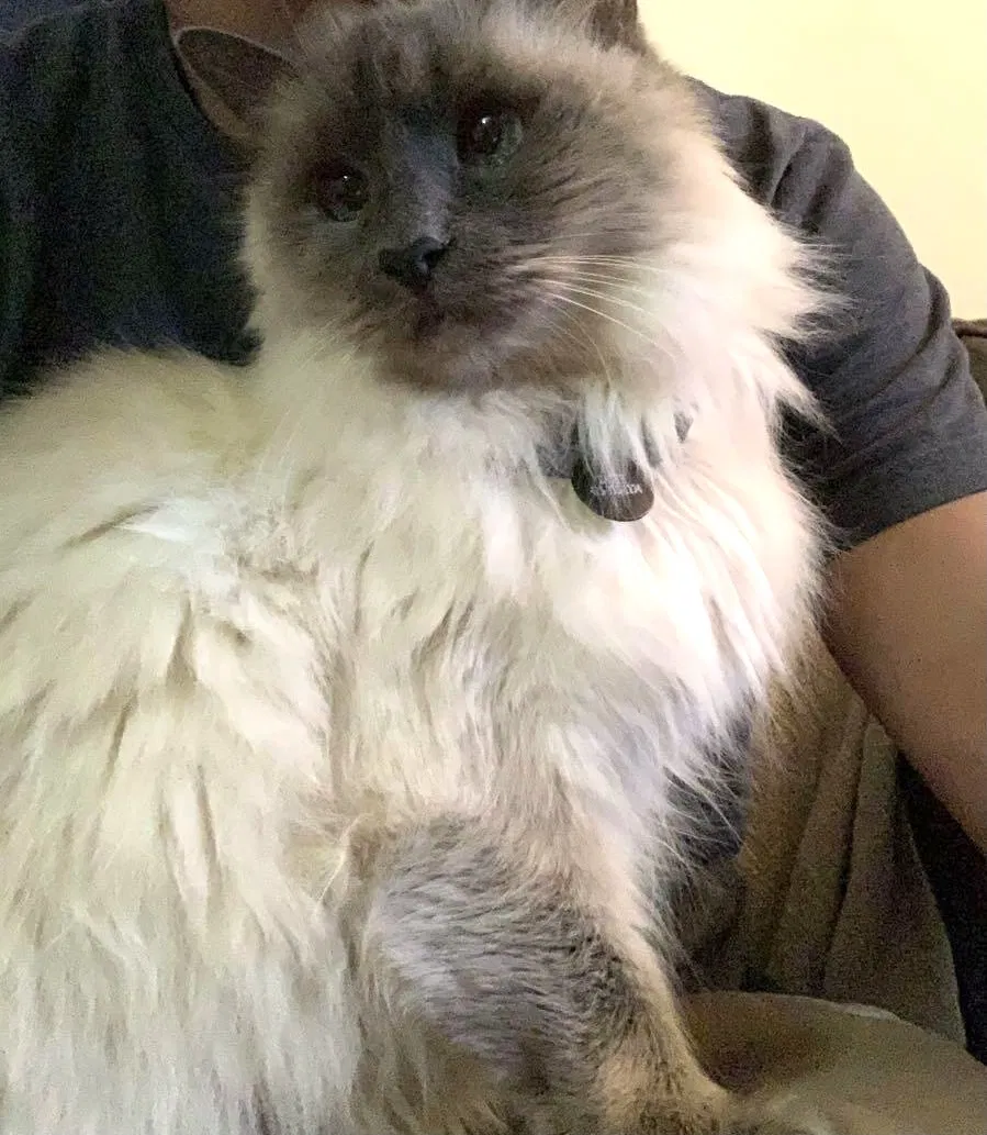 Lost cat in San Francisco, CA, 94124
