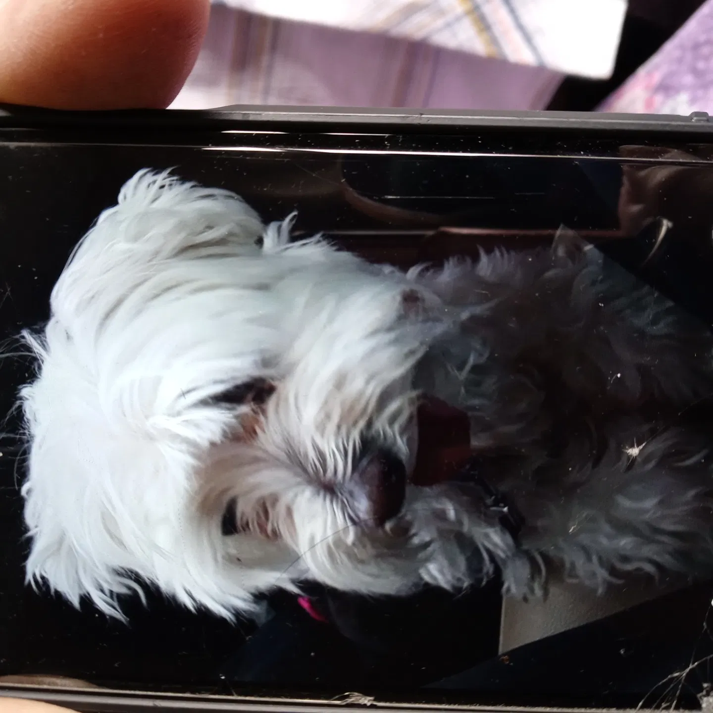Lost dog in Albuquerque, NM, 87114