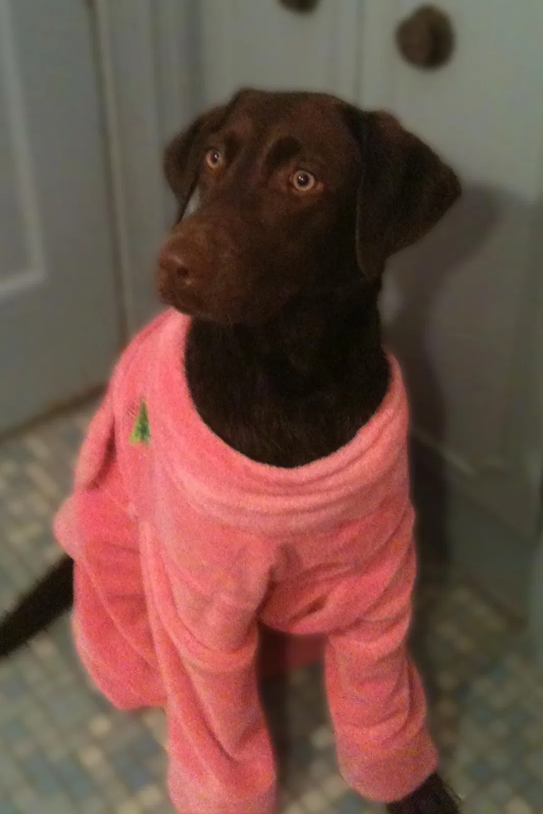 Lost dog in Tulsa, OK, 74104