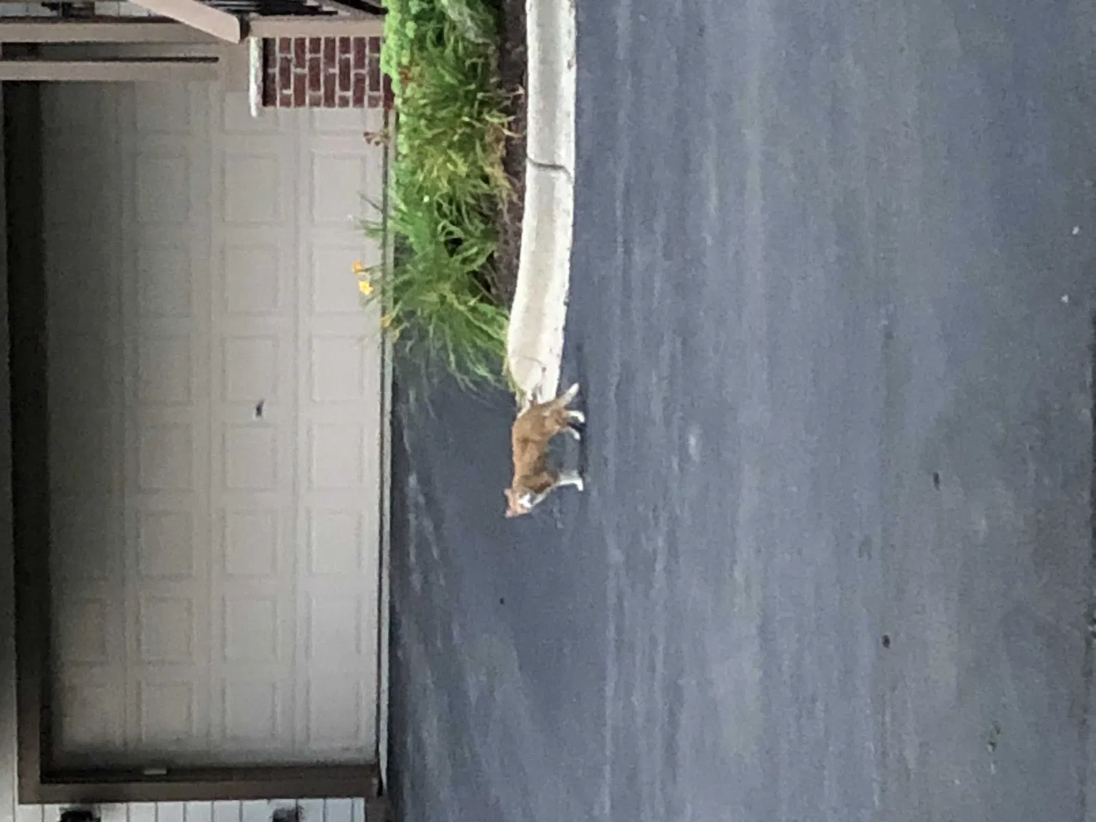 Found cat in Burnsville, MN, 55337