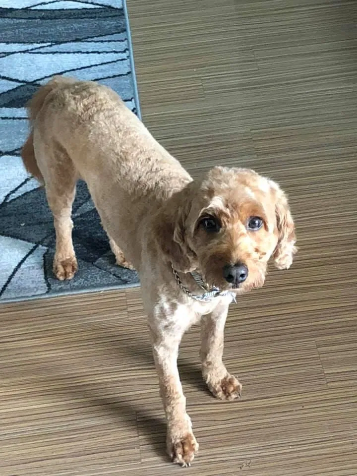 Lost dog in Princeton, NJ, 8540