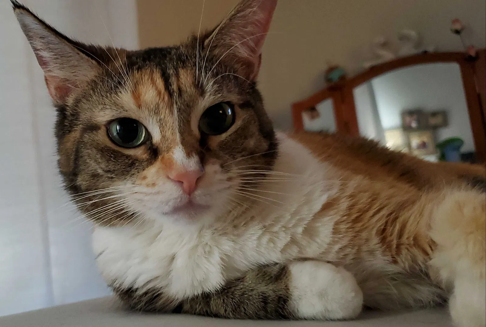Lost cat in Phoenix, AZ, 85027