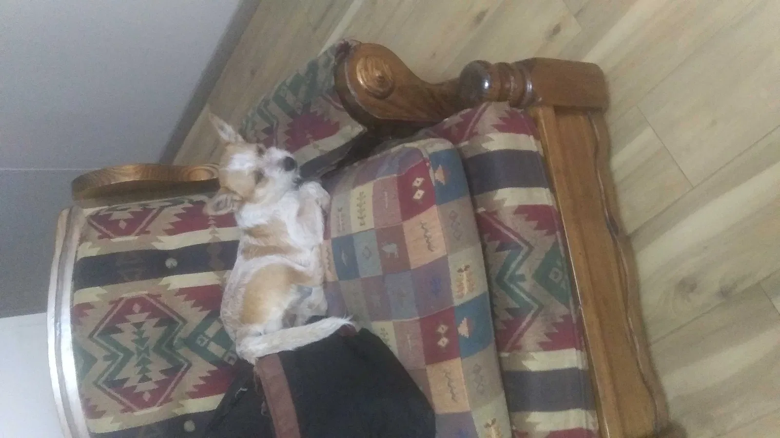 Lost dog in Sylva, NC, 28779
