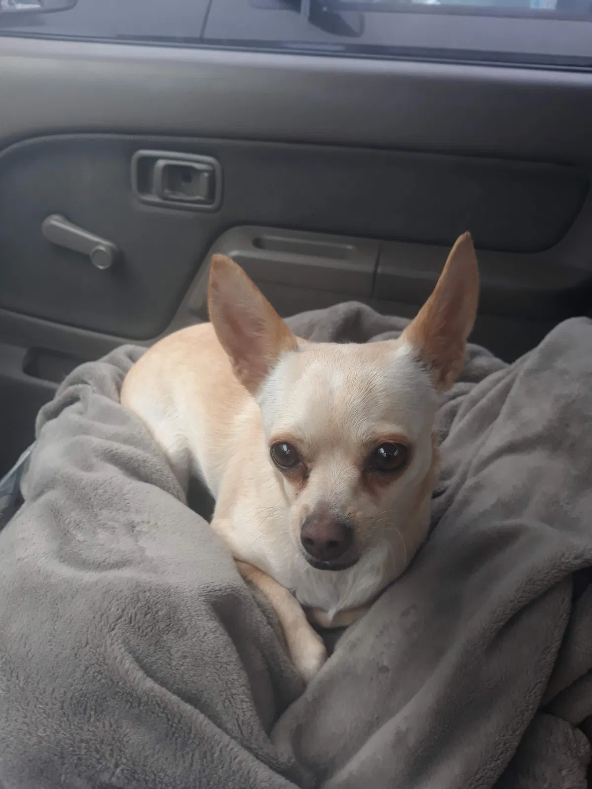 Lost dog in Woodinville, WA, 98072