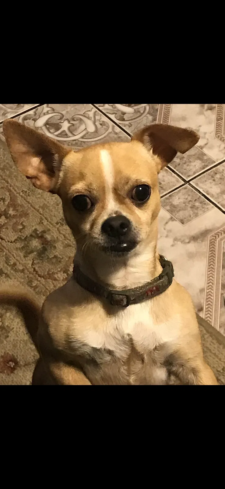 Lost dog in Pasadena, TX, 77503