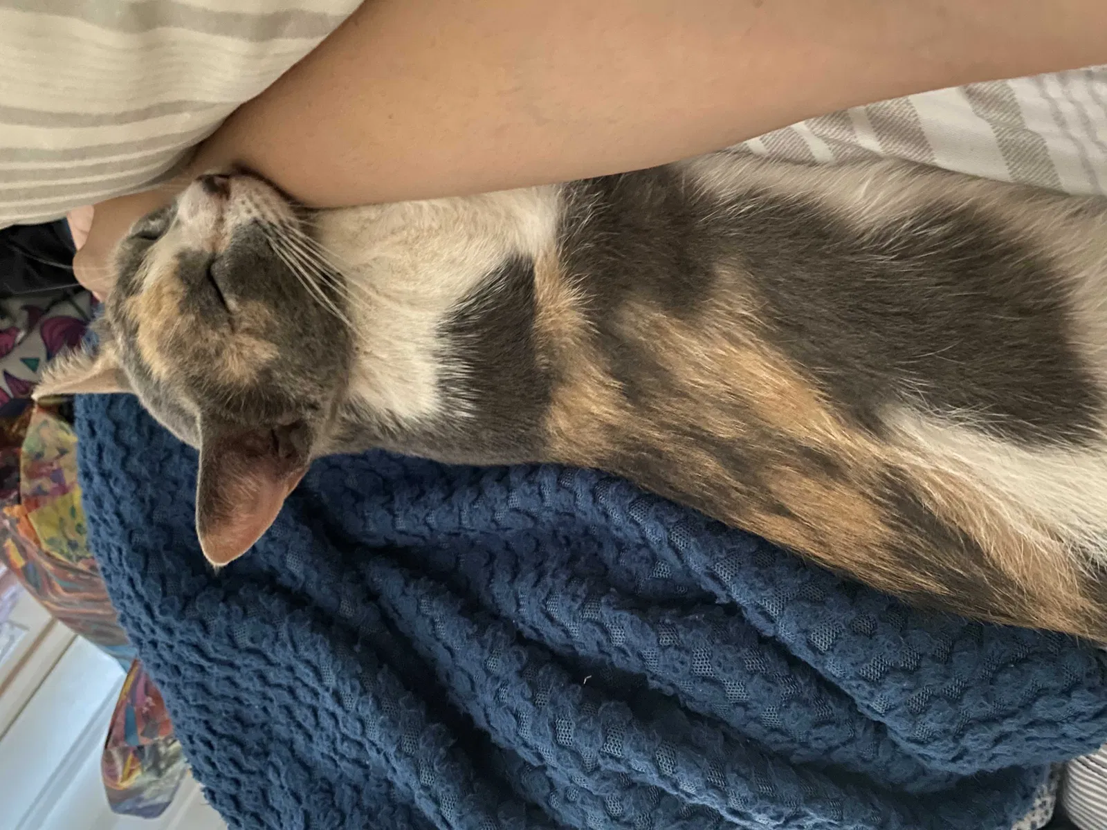 Lost cat in Waianae, HI, 96792