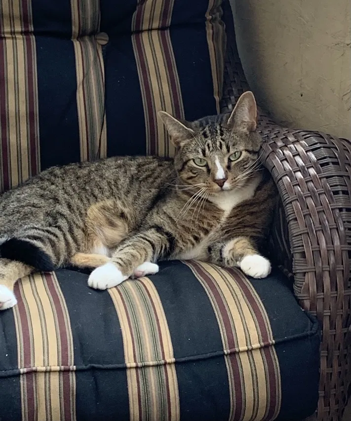 Lost cat in Edmond, OK, 73013
