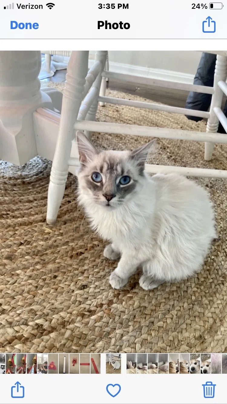 Lost cat in Bel Air, MD, 21014
