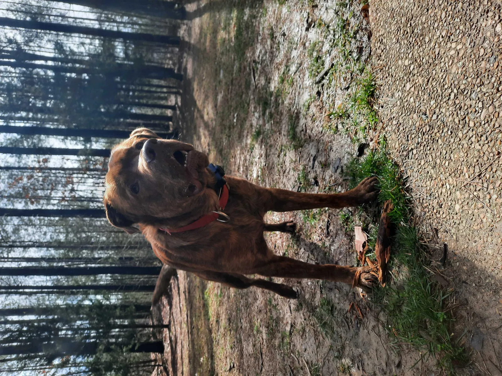 Lost dog in Beaverdam, VA, 23015