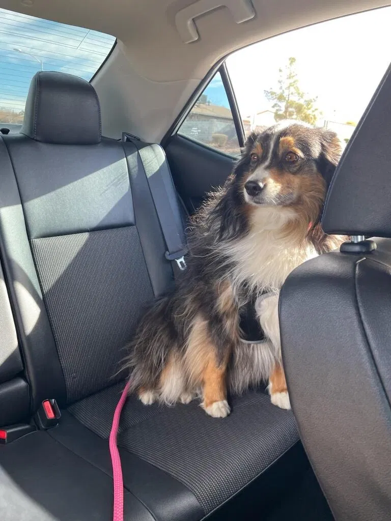 Lost dog in Henderson, NV, 89015