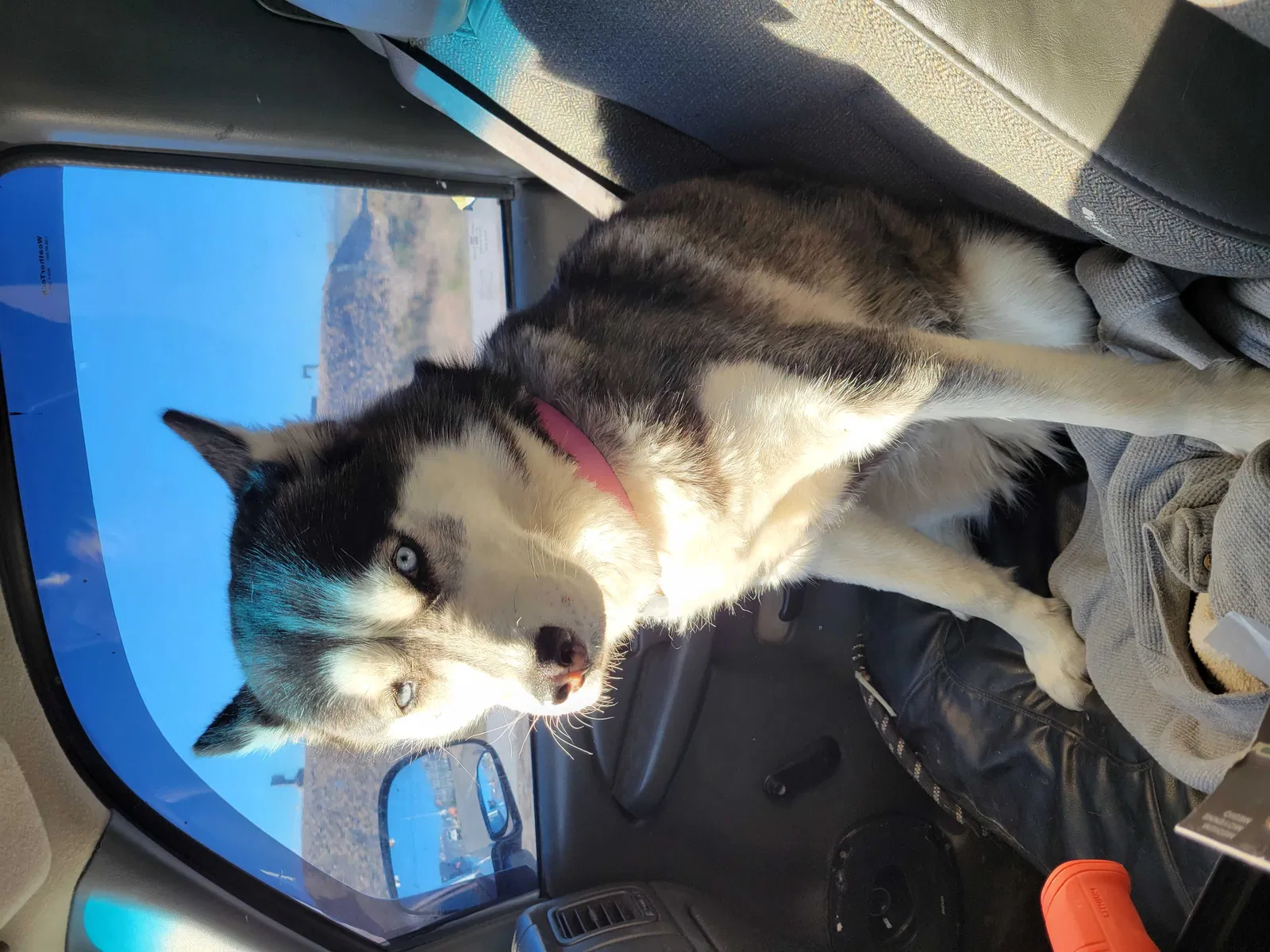 Lost dog in Salt Lake City, UT, 84120