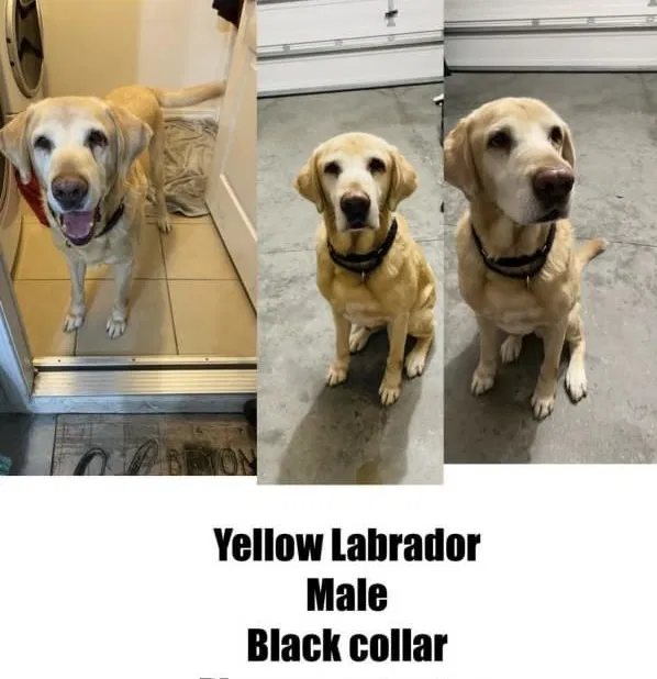 Lost dog in Montverde, FL, 34756