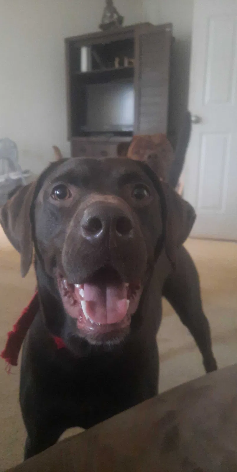 Lost dog in Beaverdam, VA, 23015