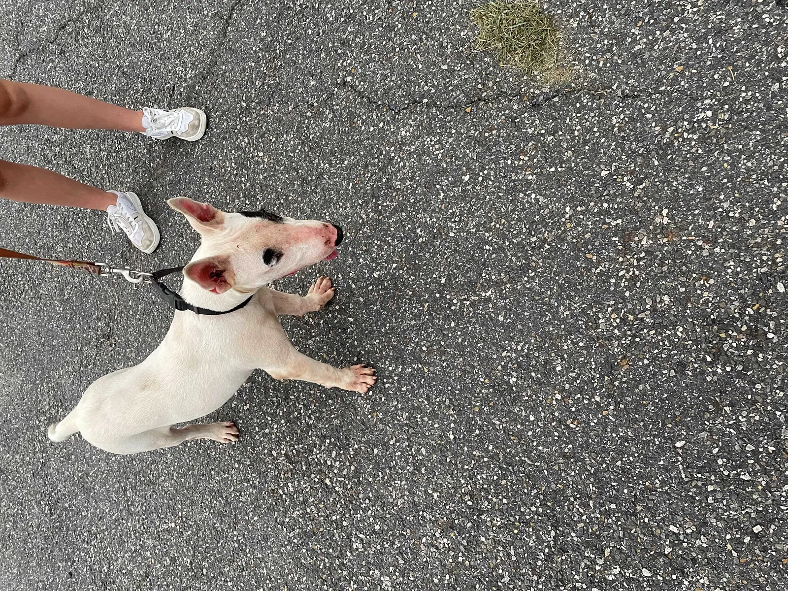 Found dog in Jefferson, GA, 30549