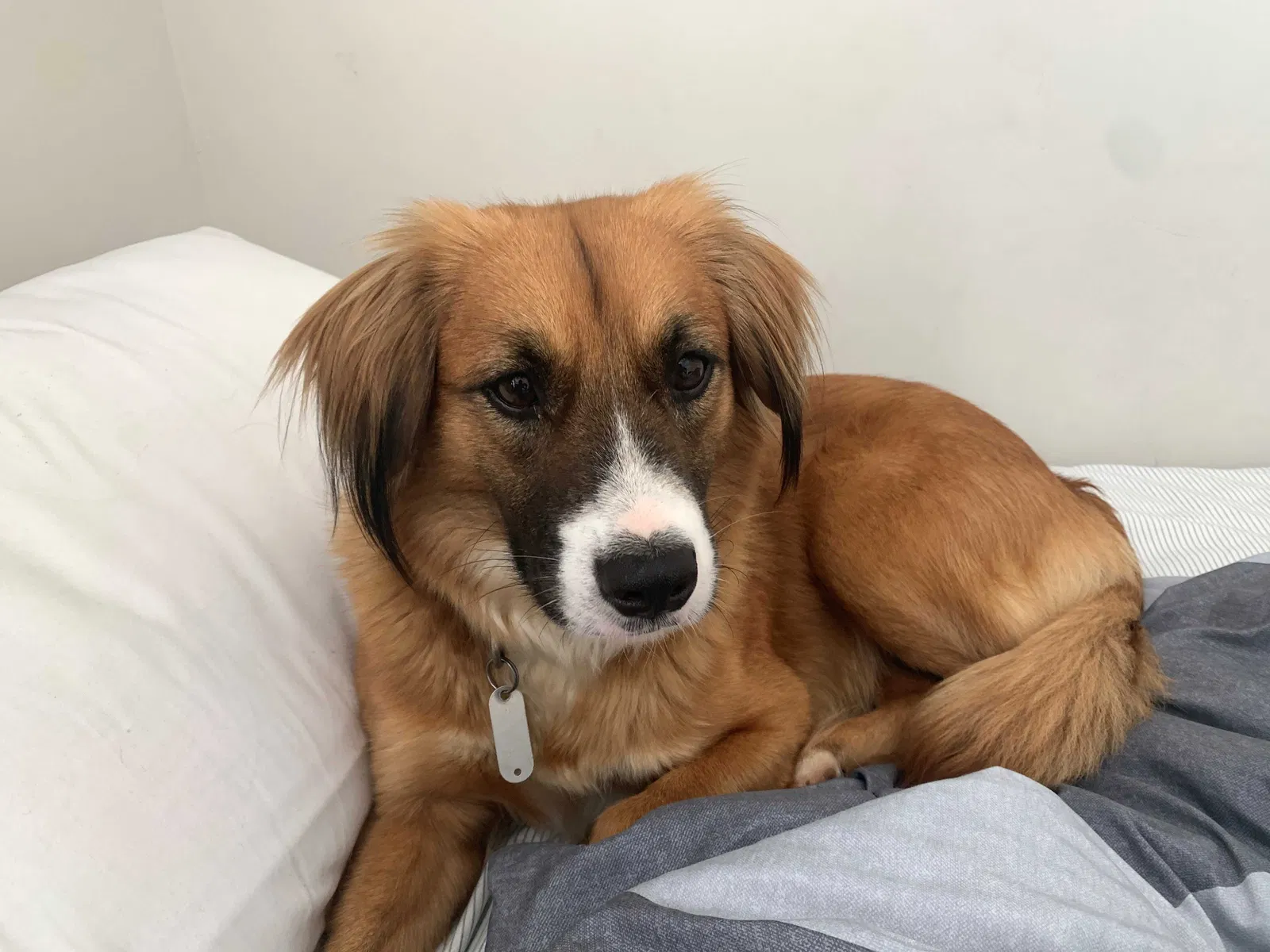 Lost dog in Burlington, NC, 27215