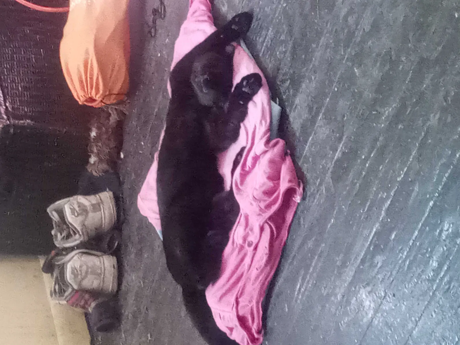 Lost cat in Detroit, MI, 48224