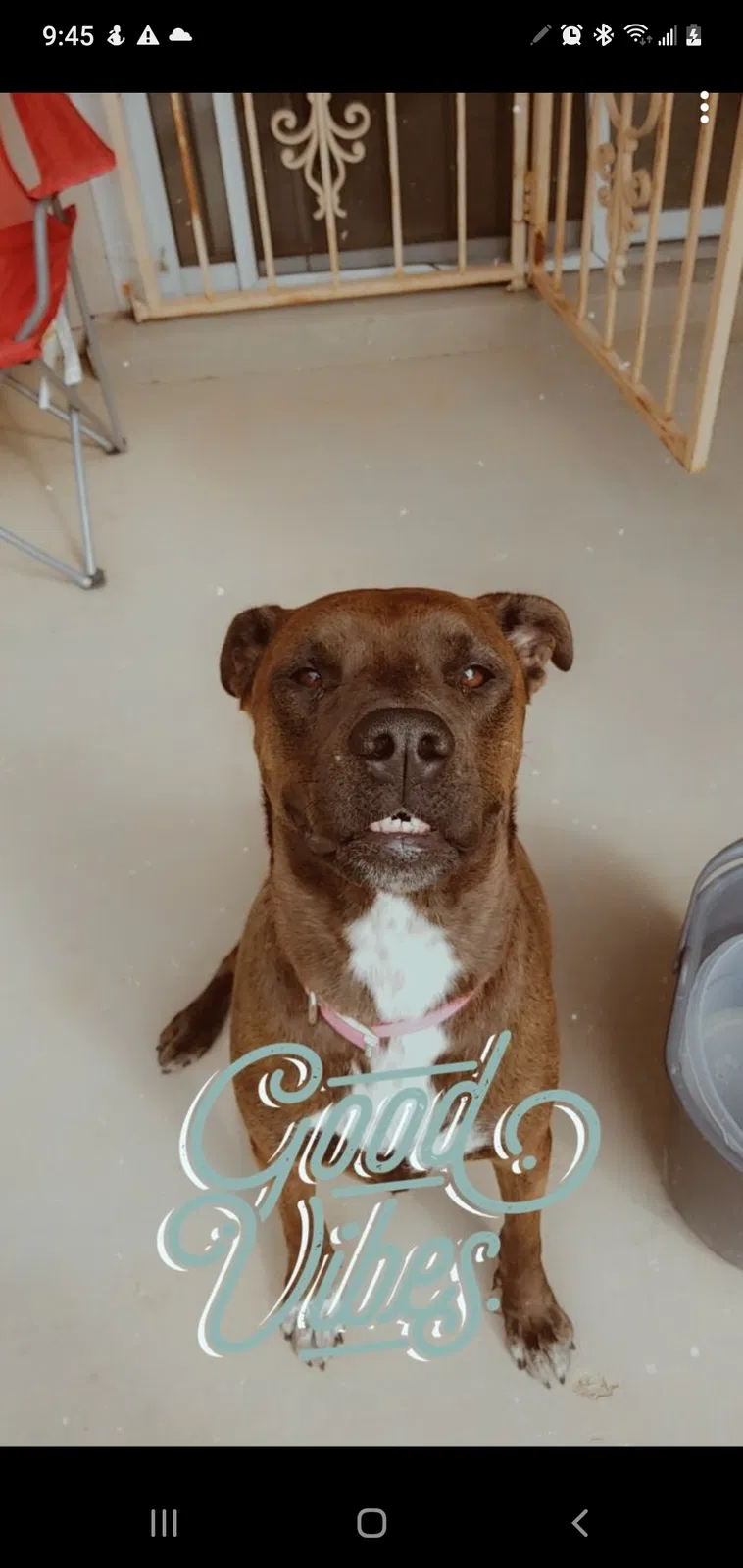 Lost dog in Albuquerque, NM, 87121