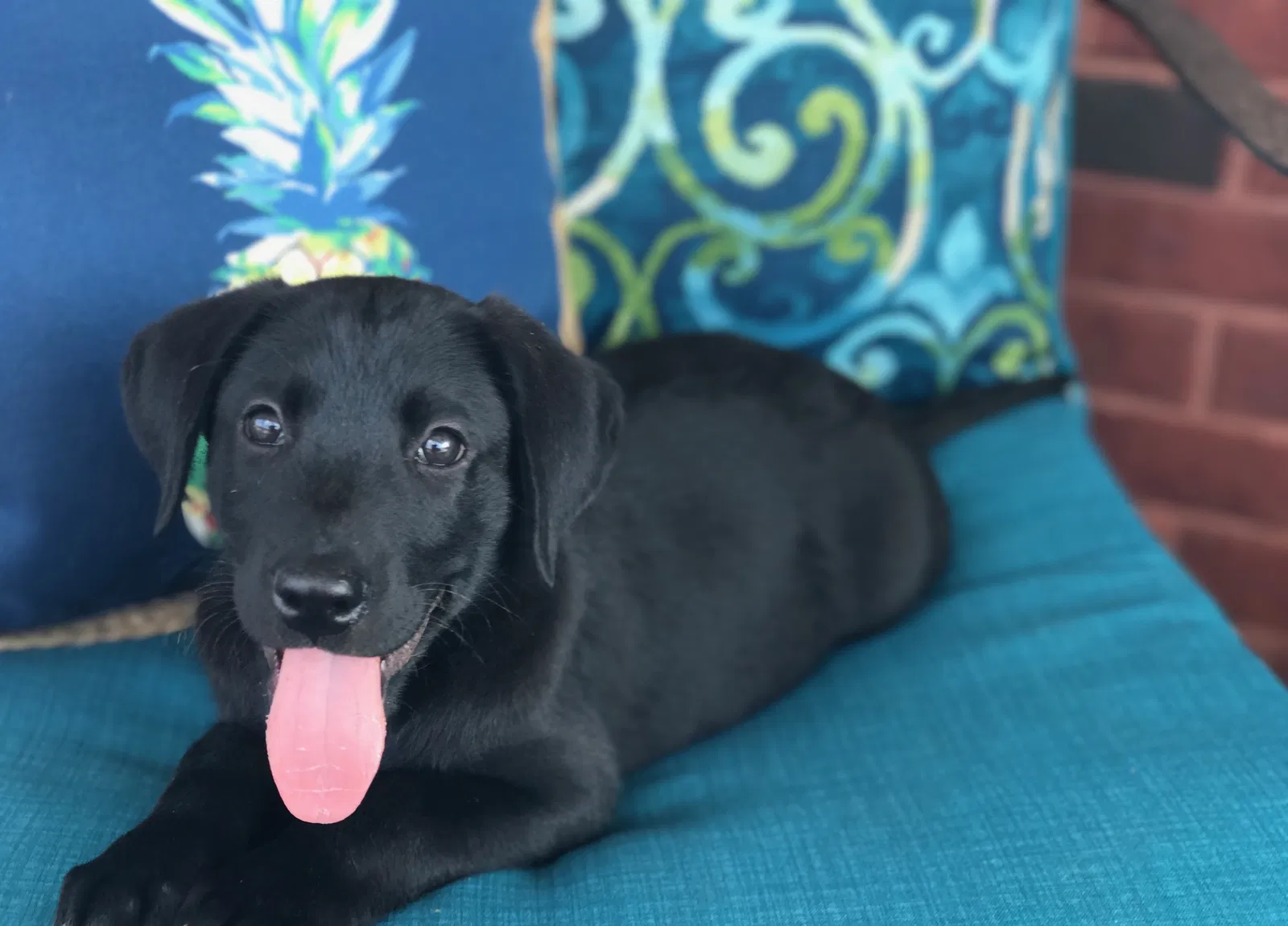 Lost dog in Baltimore, MD, 21210