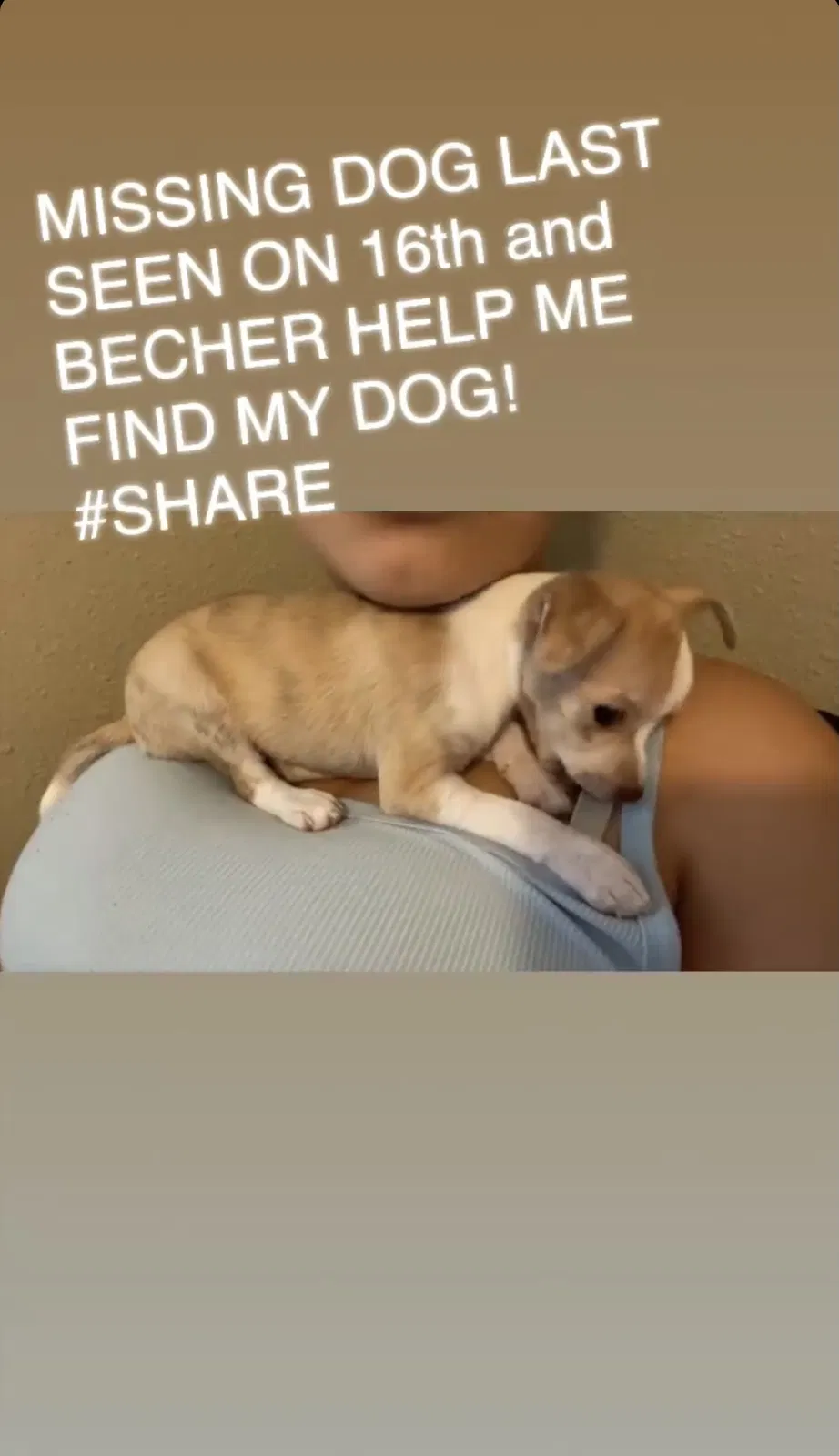 Lost dog in Milwaukee, WI, 53215
