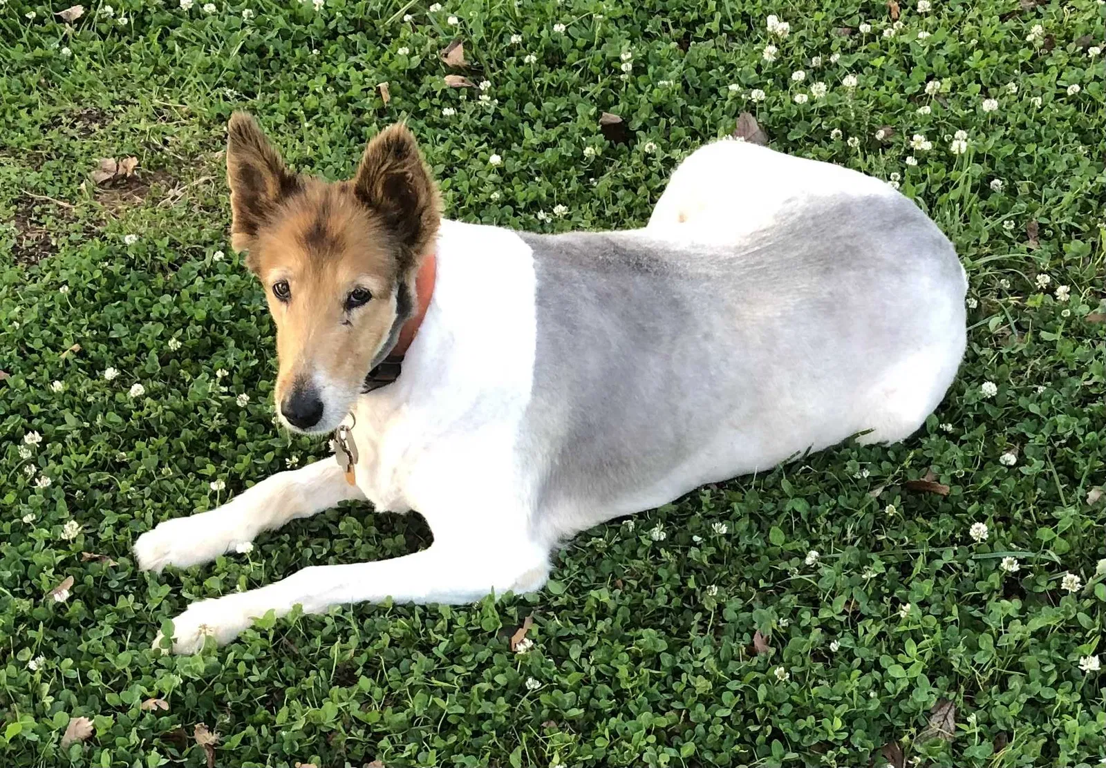 Lost dog in Gastonia, NC, 28052
