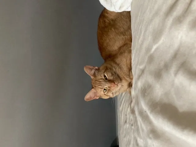 Lost cat in Chicago, IL, 60642
