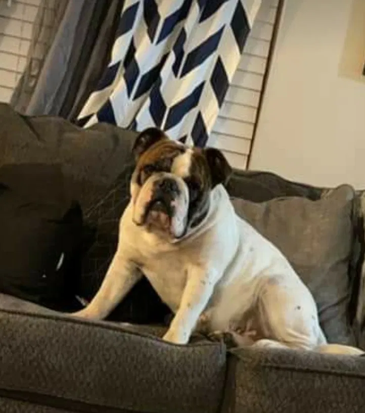 Lost dog in Mount Solon, VA, 22843
