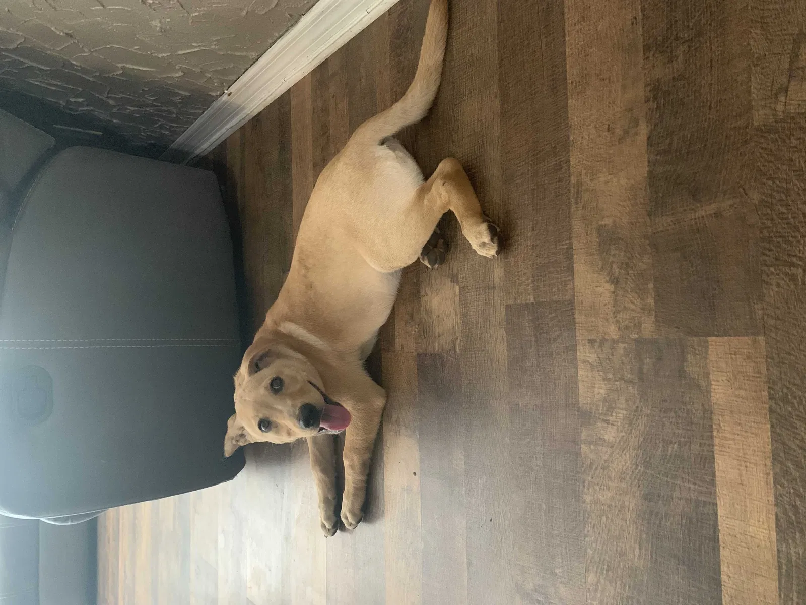 Lost dog in Jacksonville, FL, 32207