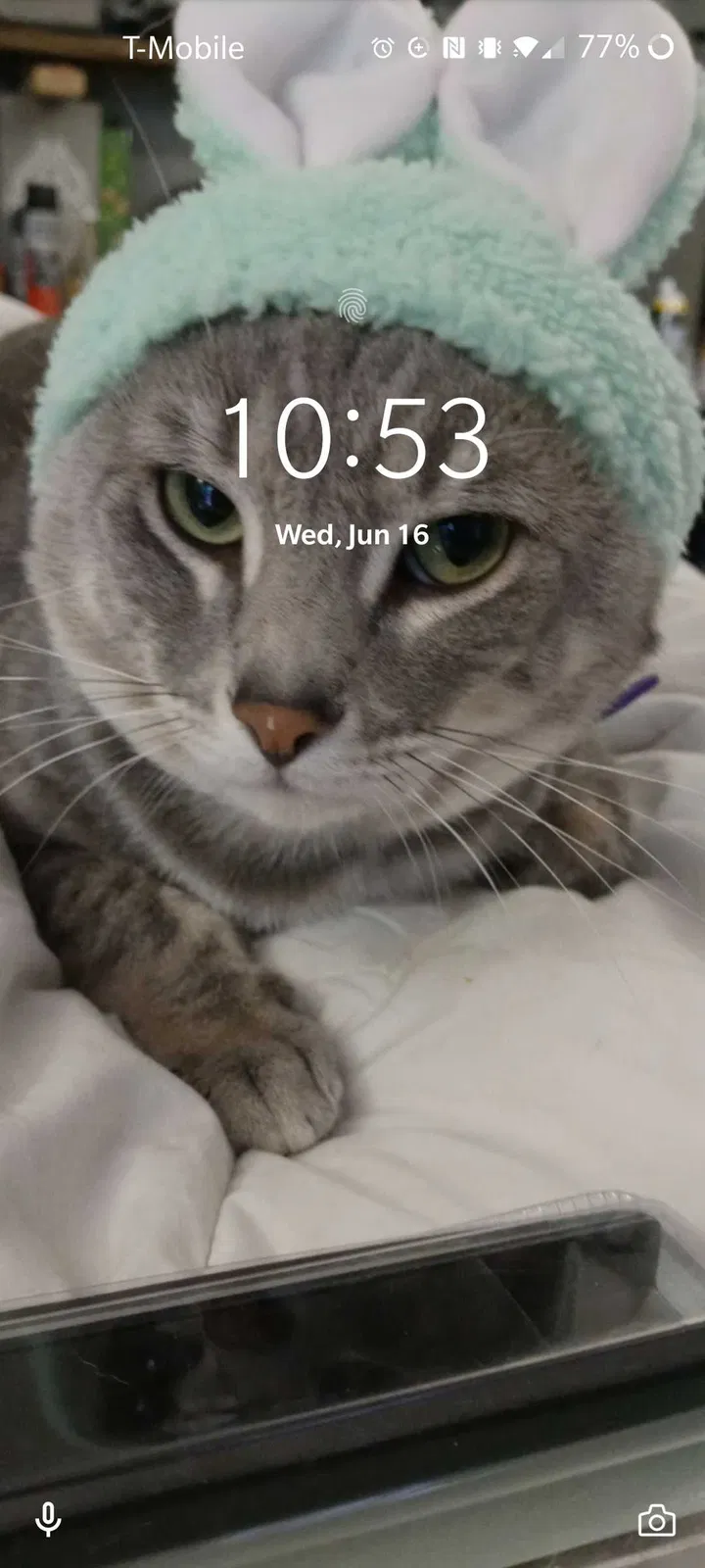 Lost cat in Branson, MO, 65616