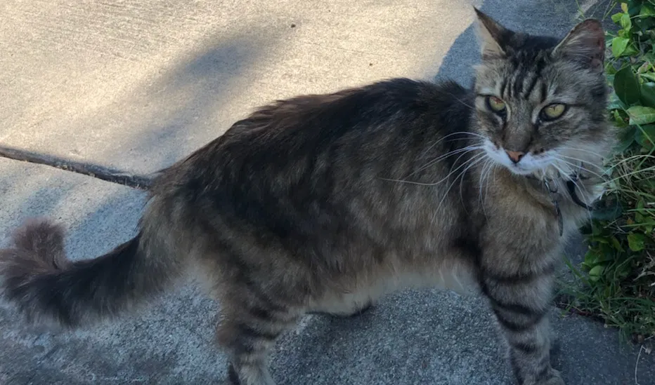Lost cat in Sacramento, CA, 95864