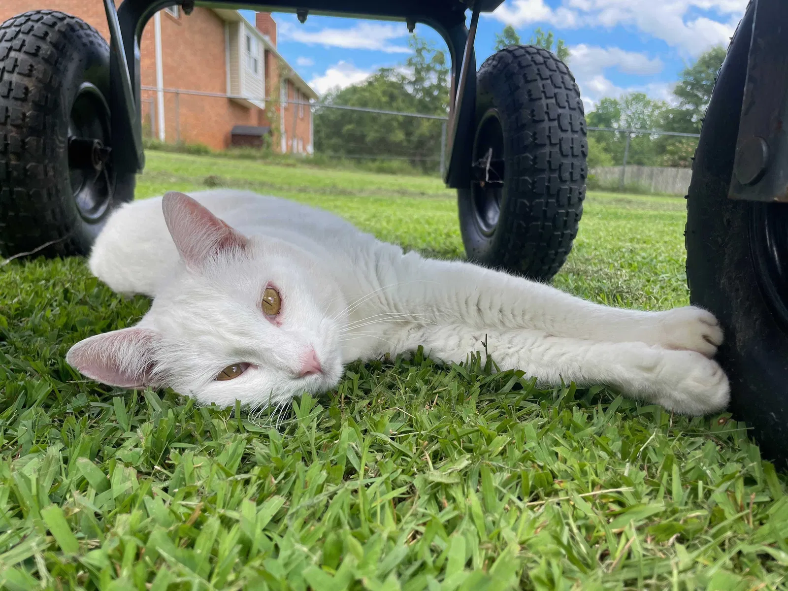 Lost cat in Fayetteville, GA, 30214